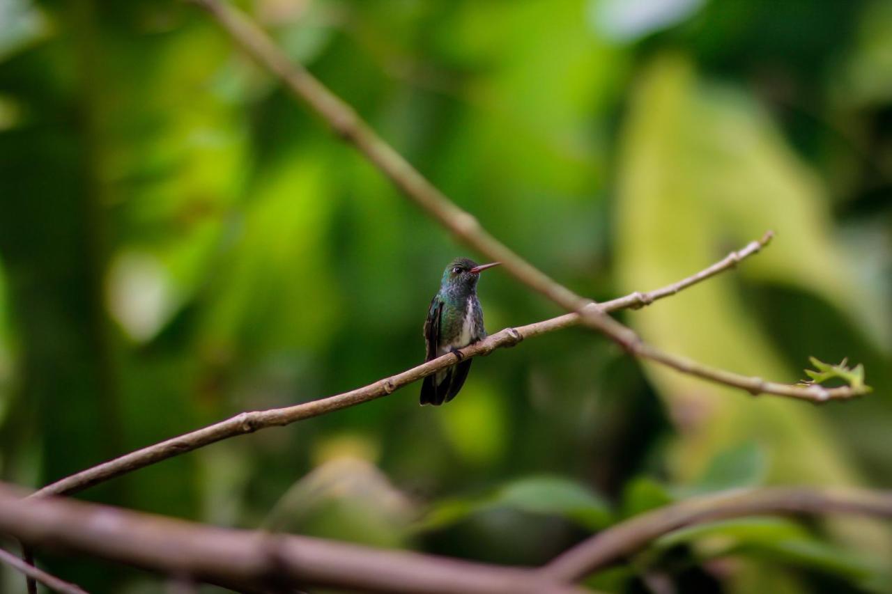 Couleur Locale Paramaribo Exteriör bild